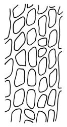 Campylopus clavatus, laminal cells, c. 650 µm above insertion. Drawn from J.E. Beever 46-60f, CHR 461838.
 Image: R.C. Wagstaff © Landcare Research 2018 